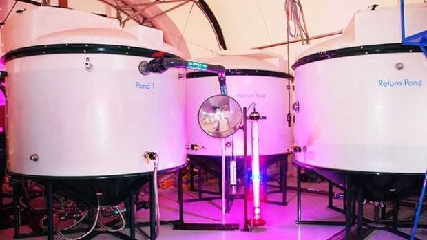Three of Pond's bioreactors illuminated by a purple light